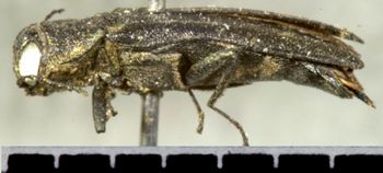 Media type: image;   Entomology 2138 Aspect: habitus lateral view
